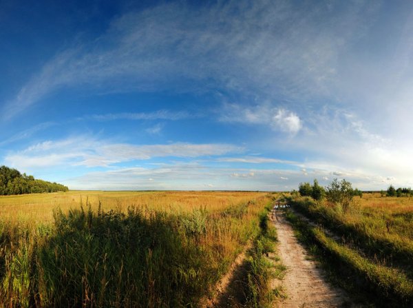 Поля равнины Брянская область