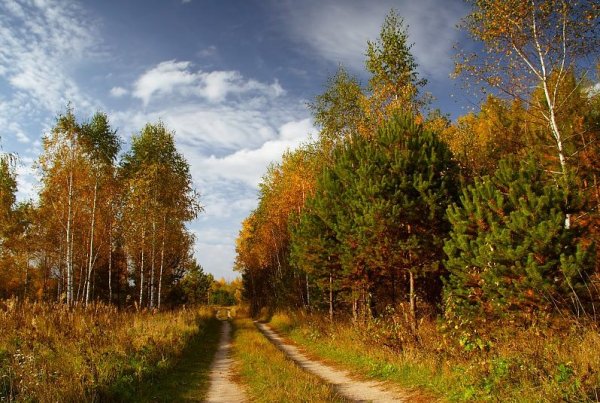 Брянская область осенью