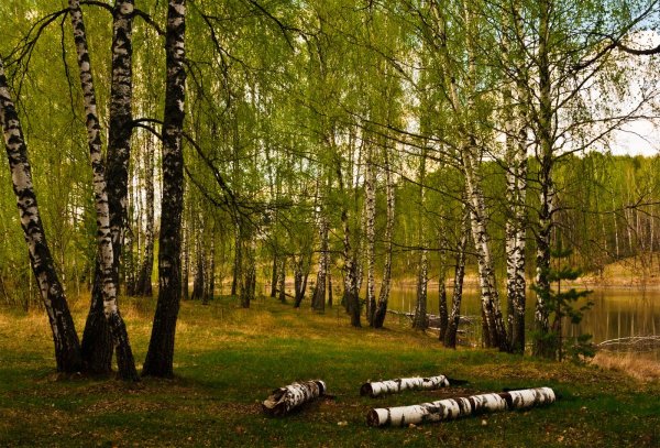 Природа Брянска