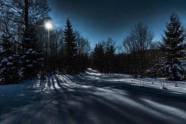 Зимний лес ночью