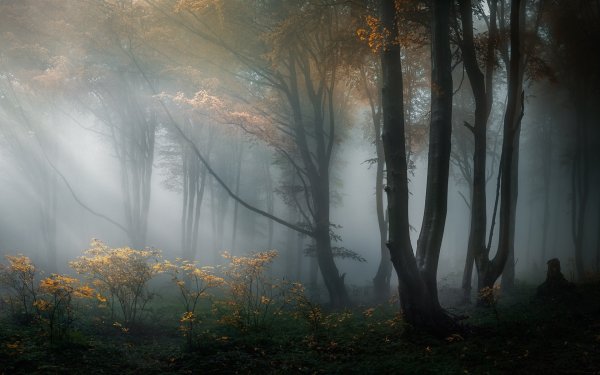 Картинки на рабочий стол туман