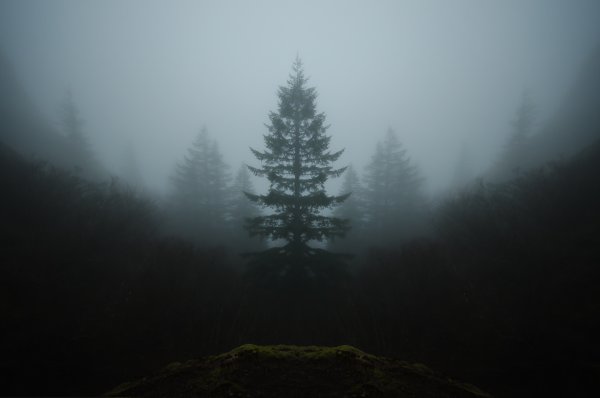 Темный лес в тумане