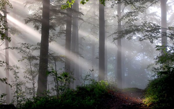 Affresco туманный лес