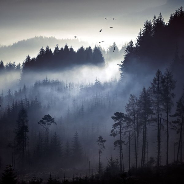 Лес в тумане