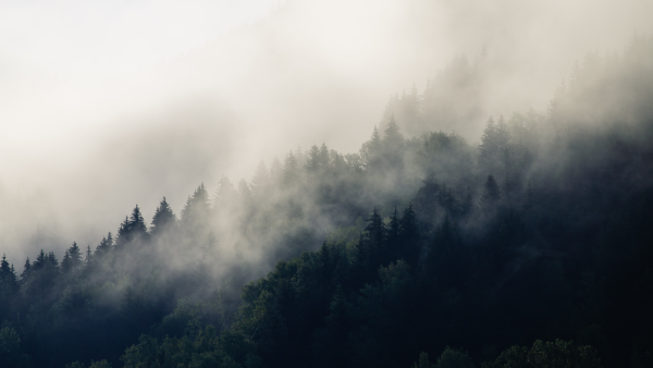 Хвойный лес в тумане