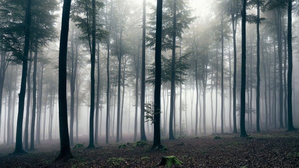 Хвойный лес в тумане