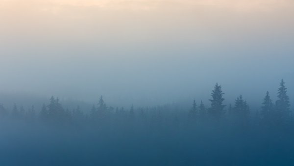 Туманный лес