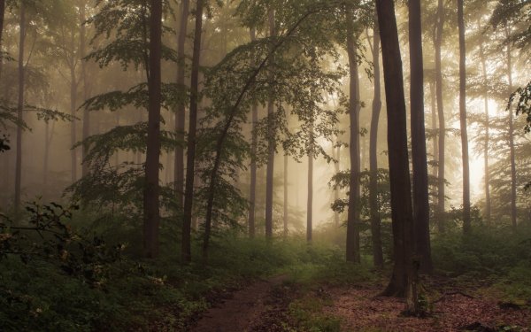 Туманный лес