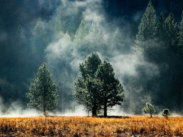 Туманные леса