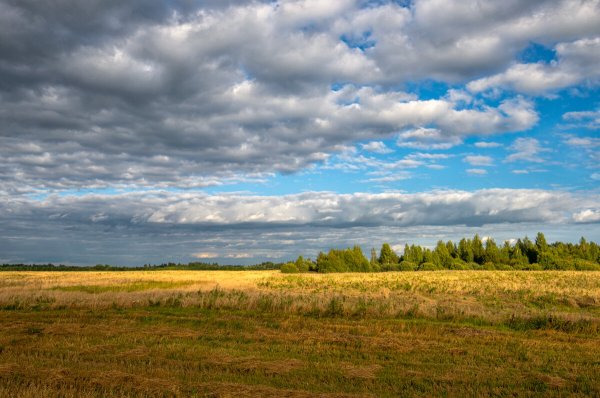 Лес поле лето Владимирская область