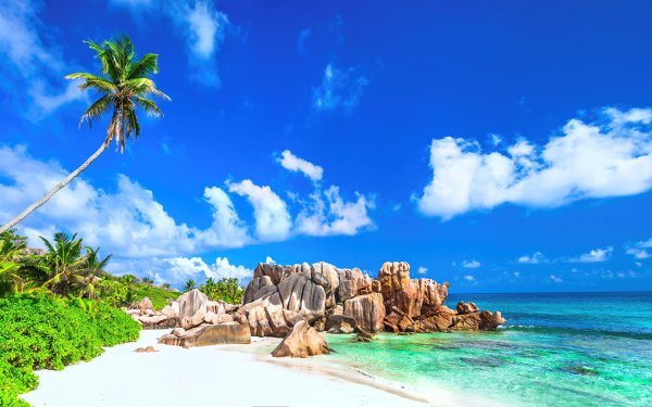 Пляж с пальмами