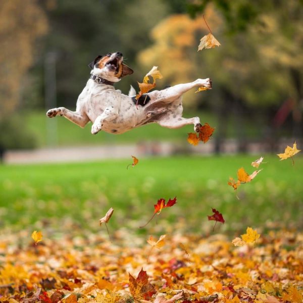 Картина осенняя песня