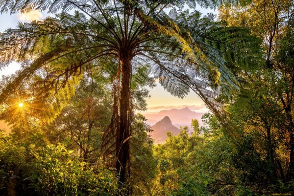 Деревья в тропиках