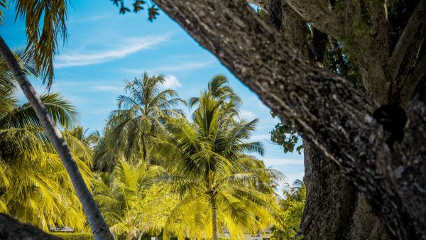 Тропический лес пляж