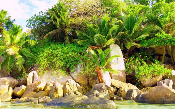 Сейшельские острова природа джунгли