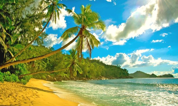 Пляж Сейшелы пальмы