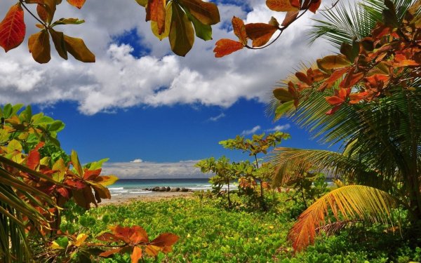 Тропический пейзаж