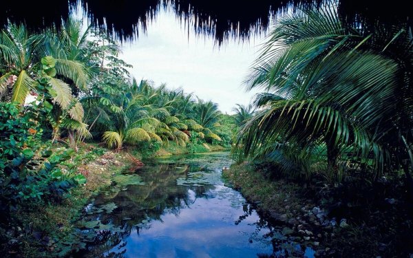 Джунгли Юкатана