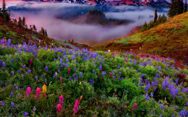 Прекрасный мир природы