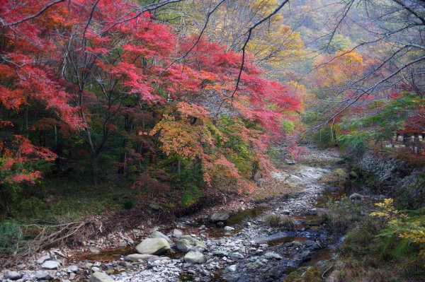 Флора Южной Кореи