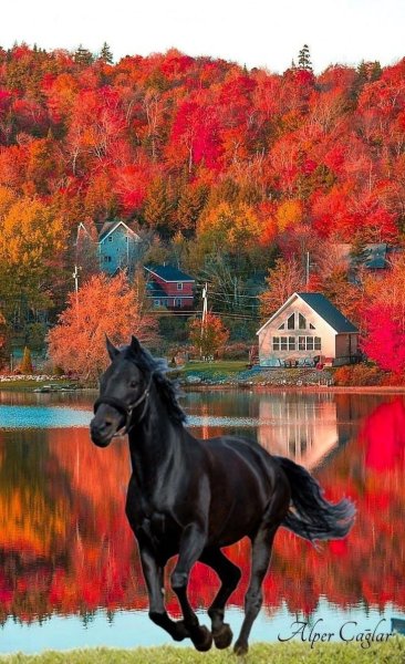 Лошади осенью