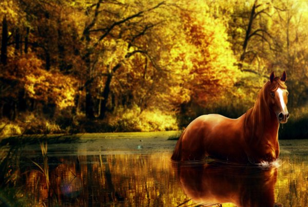 Конь осень