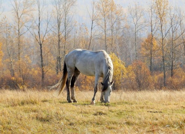 Лошадь в осеннем поле