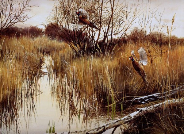 Художник Pieter Verstappen