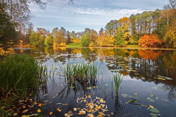 Кузьминский лесопарк осень