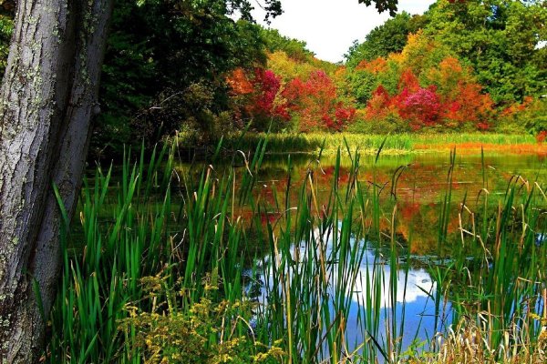 Пейзаж с водоемом