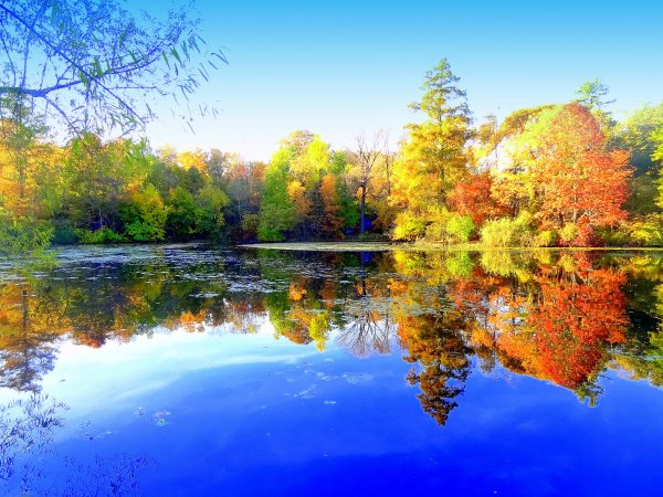 Осенний лес с прудом