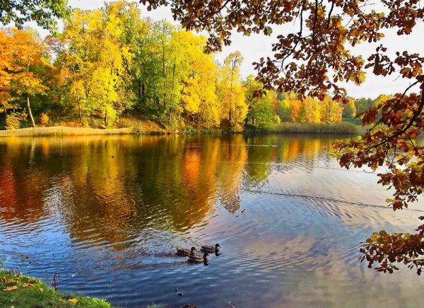 Осенний пейзаж с прудом