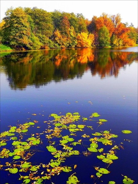 Природа пруд