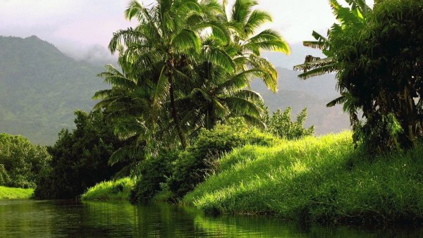 Тропические леса Индии