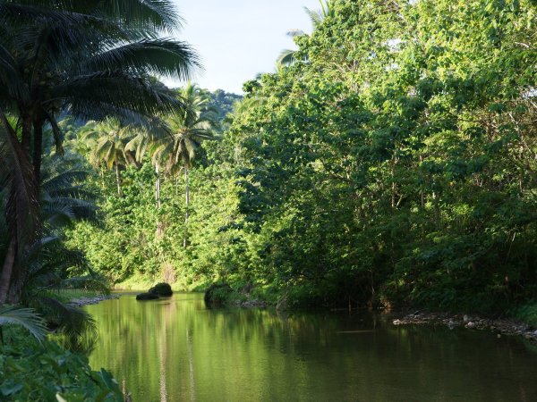 Тропические леса Демократической Республики Конго