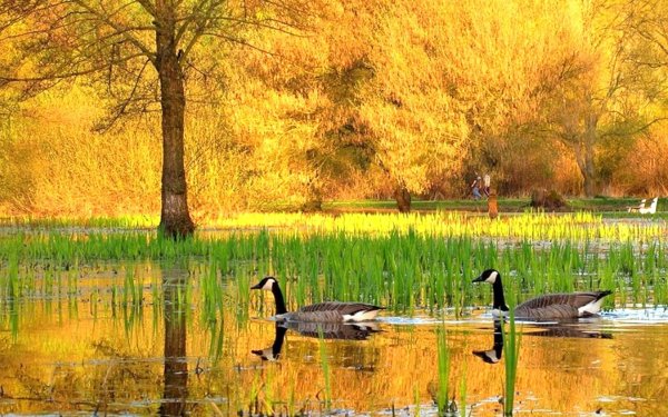 Осенний лес и озеро с утками