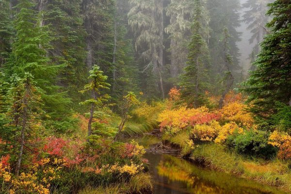 Флора тайги в Северной Америке