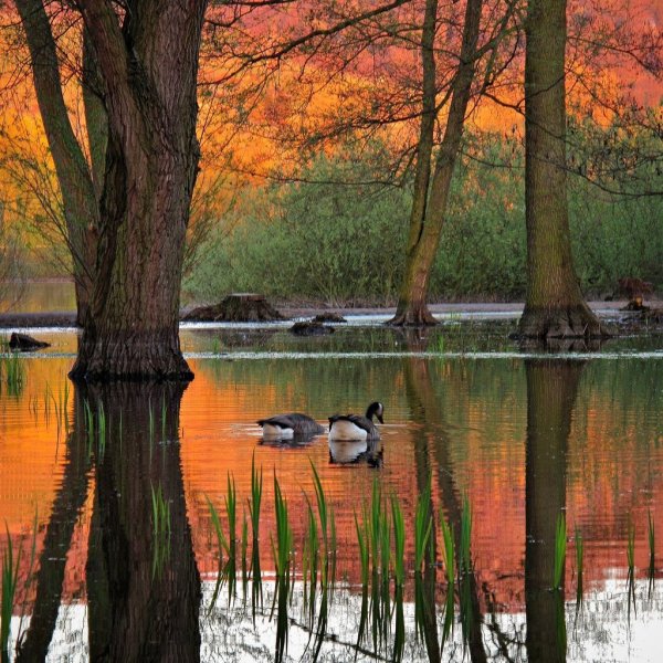 Осенний лес и озеро с утками