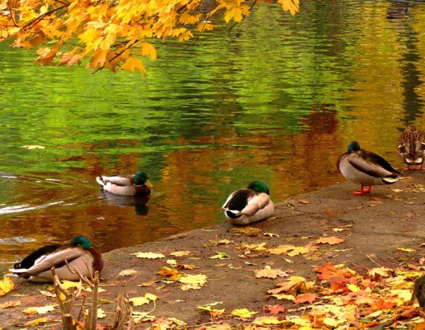 Осенний пруд с уточками