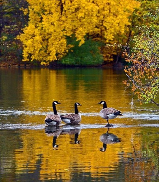 Пейзаж с утками
