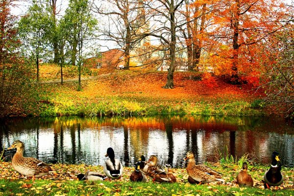 Деревня птицы осень