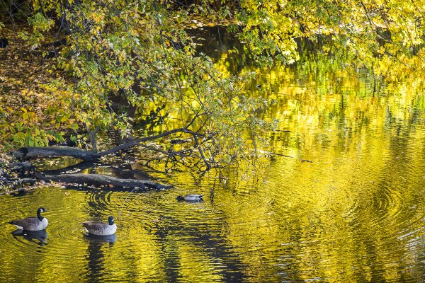 Осеннее озеро с утками
