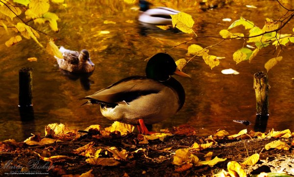 Птицы над озером