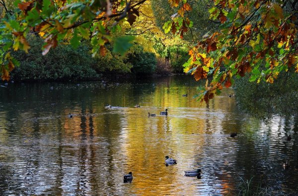 Парк Царицыно осень