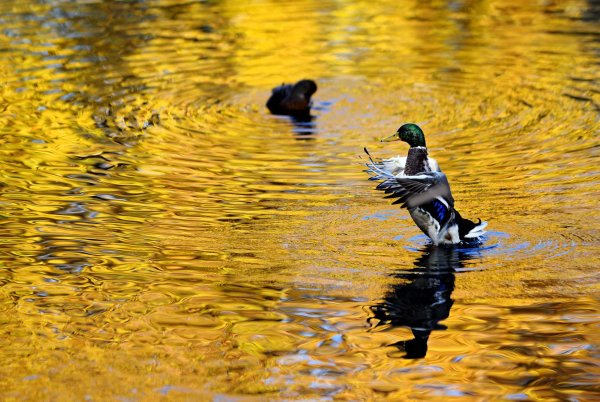 Красивые охотничьи пейзажи
