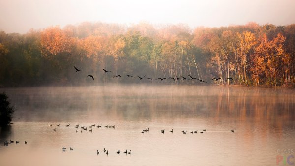 Осенний лес и озеро с утками