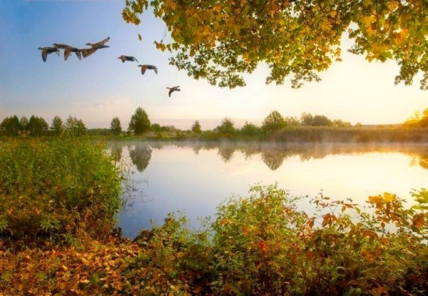 Царское село лебеди