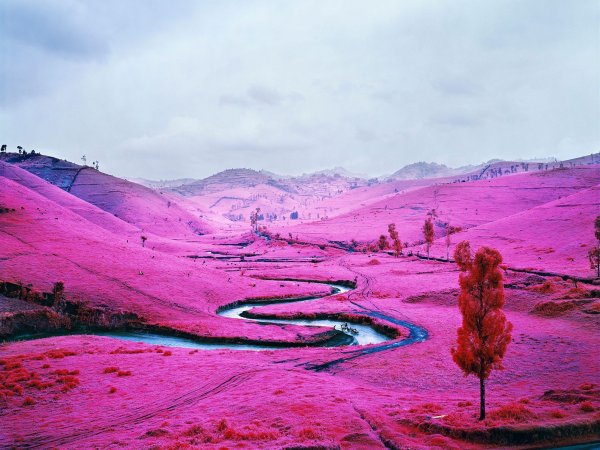 Richard mosse