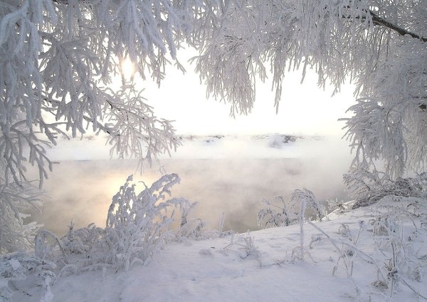 Февральский зимний лес