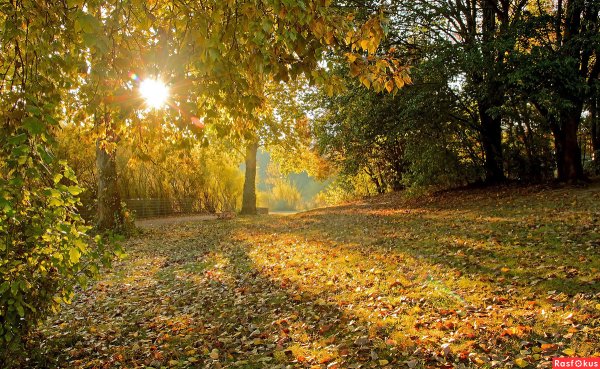 Утреннее осеннее солнце